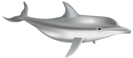 animals & Dolphin free transparent png image.