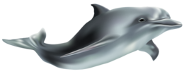 animals & Dolphin free transparent png image.