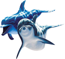 animals & Dolphin free transparent png image.