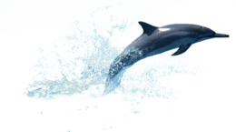 animals & Dolphin free transparent png image.