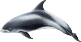 animals & Dolphin free transparent png image.