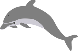 animals & Dolphin free transparent png image.