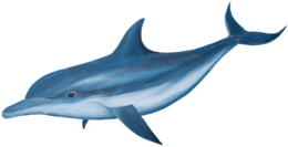 animals & Dolphin free transparent png image.