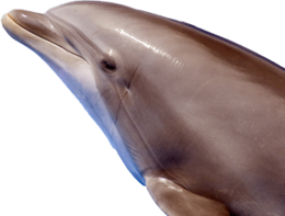 animals & dolphin free transparent png image.