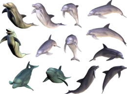 animals & Dolphin free transparent png image.