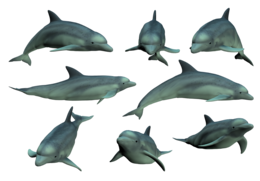 animals & Dolphin free transparent png image.