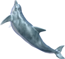 animals & dolphin free transparent png image.