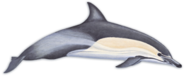 animals & Dolphin free transparent png image.