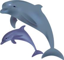 animals & Dolphin free transparent png image.