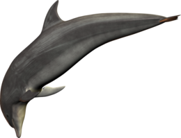 animals & dolphin free transparent png image.