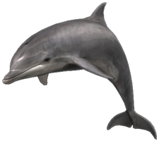 animals & Dolphin free transparent png image.