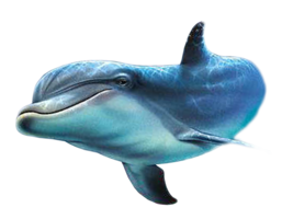 animals & dolphin free transparent png image.