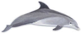 animals & dolphin free transparent png image.