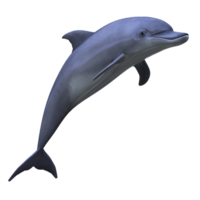 animals & dolphin free transparent png image.