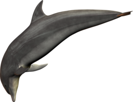 animals & Dolphin free transparent png image.