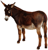 animals & Donkey free transparent png image.