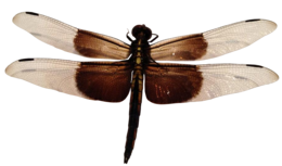 insects & Dragonfly free transparent png image.