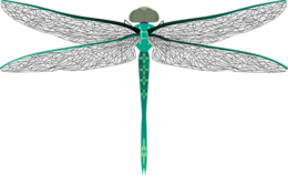 insects & Dragonfly free transparent png image.