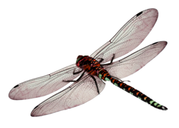 insects & dragonfly free transparent png image.