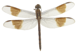 insects & Dragonfly free transparent png image.