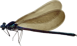 insects & dragonfly free transparent png image.