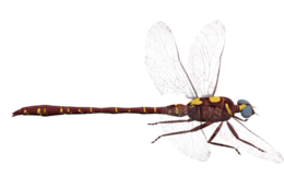 insects & Dragonfly free transparent png image.