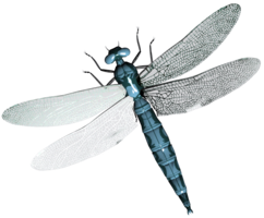 insects & Dragonfly free transparent png image.