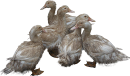 animals & duck free transparent png image.