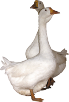 animals & duck free transparent png image.