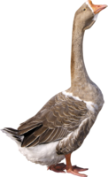 animals & duck free transparent png image.