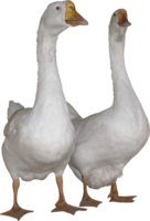 animals & Duck free transparent png image.