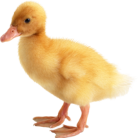 animals & Duck free transparent png image.