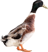 animals & duck free transparent png image.