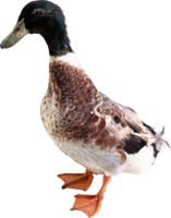 animals & duck free transparent png image.