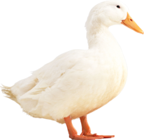 animals & duck free transparent png image.