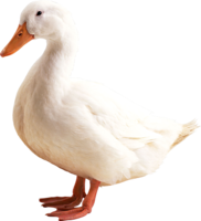 animals & duck free transparent png image.