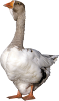 animals & Duck free transparent png image.