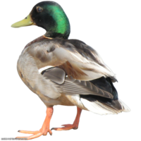 animals & Duck free transparent png image.