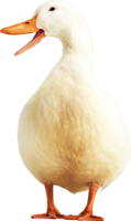 animals & duck free transparent png image.