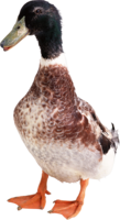 animals & Duck free transparent png image.