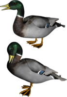 animals & Duck free transparent png image.