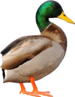 animals & Duck free transparent png image.