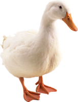 animals & duck free transparent png image.