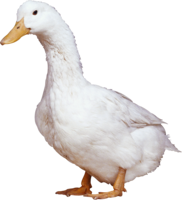 animals & duck free transparent png image.