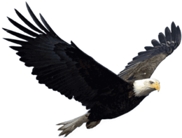 animals&Eagle png image.