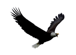 animals & Eagle free transparent png image.