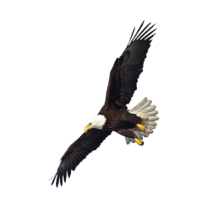 animals & Eagle free transparent png image.