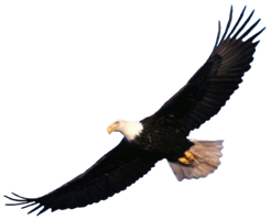 animals & Eagle free transparent png image.