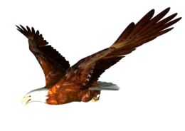 animals & Eagle free transparent png image.