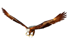 animals & Eagle free transparent png image.